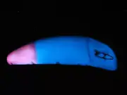 Blue Fox Foxee Fish Super Wobler Custom Glowmates Glow Blue with Bleeder Tail!