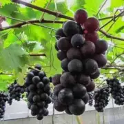 Luxury RARE 10+ KYOHO grape seeds from area Kaga Ishikawa Japan