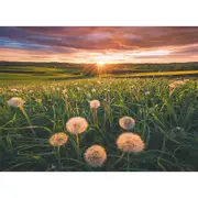 500pc Ravensburger Dandelions at Sunset Jigsaw Themed Puzzle Pieces Set