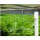 新莊好商量~MARCH LED 9W/18W 植物燈管 紫粉紅光 T8 2尺/4尺 省電 現貨 有效促進植物生長