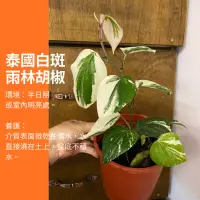 在飛比找蝦皮購物優惠-泰國白斑雨林胡椒 植物 ig 網紅 觀葉植物 網紅植物 室內