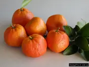 Buy Mandarin Afourer Murcott Grafted Tree - Citrus reticulata