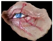 Halloween 2018 Michael Myers Dead Eye Appliance