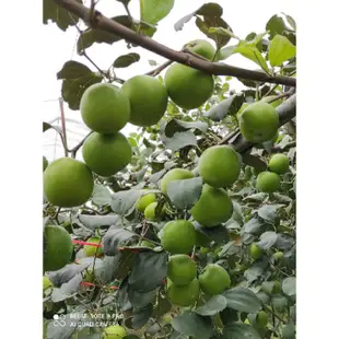 燕巢 肉龍伯牛奶珍愛蜜棗/牛奶珍蜜蜜棗 。