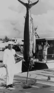 490 Pound Blue Marlin In Havana 1940 Old Fishing Photo