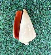 Polished Strawberry Conch Sea Shell Conomurex Luhuanus Collectible Sea Shell