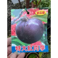 在飛比找蝦皮購物優惠-新品種 特大紅肉李一棵特價400元2-3年苗