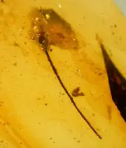 Botanical Flower with Insects in Burmite Amber Fossil Gemstone Dinosaur Age