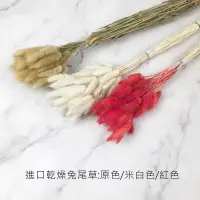 在飛比找松果購物優惠-進口乾燥天然兔尾草-乾燥花圈 乾燥花束 不凋花 拍照道具 手