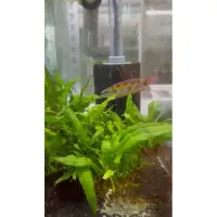 在飛比找蝦皮購物優惠-皇冠棋盤仔魚 每尾300元！ 一次買3隻尾以上，每尾250元