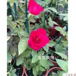 小花園藝 蜜妮玫瑰 玫瑰花 強香 可食用 泡花茶 5-6吋盆 $230