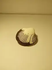 Hand Picked Sea Shell - Boreal Awning Clam