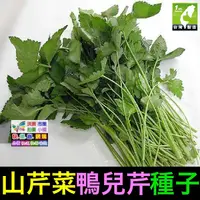 在飛比找蝦皮購物優惠-🍀㊣【我會發芽】山芹菜種子 鴨兒芹 野菜(另有珍珠菜苗) 香