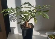2.2cm Rare liveSucculent Plant Bursera Bicolor WYSIWYG Seeding growth Own Root