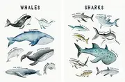 Whales Sharks Chart Posters Animals Nursery Prints Canvas Painting Wall Art Pictures Prints for Kids Baby Room Home Decoration 60x90cmX2PCS Frameless