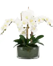 Creative Displays Orchids in Oblong Glass with Moss