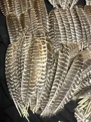 Natural Turkey Feathers Huge Lot 800+ Fly Fishing, Crafting, Floral, Decor