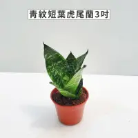 在飛比找momo購物網優惠-【Gardeners】青紋短葉虎尾蘭 3吋盆-1入(室內植物