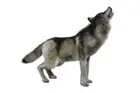 Gray Wolf Howling Isolated 3D Rendering Photo Poster 18x12