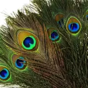 Peacock Feather, Mor Pankh for Home Decor, Length 23 Inches, Pack of 15
