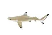 Black Tip Reef Shark, Realistic Toy Figure Model Educational 7" CH346BB134