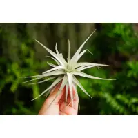 在飛比找蝦皮購物優惠-{ wood 空氣鳳梨 } 多國花 白天使 (Stricta