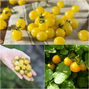 Tomato - Yellow Currant seeds