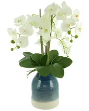 Creative Displays White Orchids Arranged in a Blue & White Vase