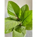 稀有 斑葉 巨葉 火燭 ANTHURIUM JENMANII 花燭 火鶴 雨林 觀葉 網紅 IG 室內 植物 小李植栽