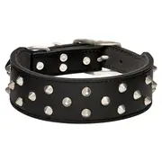 All Day Staffy Leather Dog Collar Black