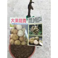 在飛比找蝦皮購物優惠-卉迎園藝 大果龍貢嫁接苗6吋盆高度60公分