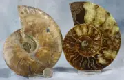 Large Ammonite Pair Great Crystals110myo Dinosaur age 128mm Fossil 5.1" 4289bb