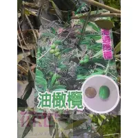 在飛比找蝦皮購物優惠-花花世界-水果苗**油橄欖**7吋盆/高55-60cm/高食