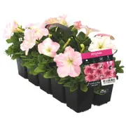 10 Cell Petunia Pink - Petunia x hybrida