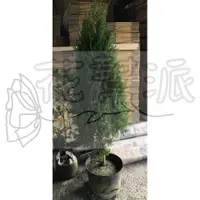 在飛比找蝦皮購物優惠-花幫派_庭園造景—檀香柏 (聖誕樹)--樹冠圓錐形~常綠小灌