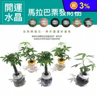 在飛比找生活市集優惠-開運水晶馬拉巴栗發財樹 盆景 盆栽 植物 景觀園藝 招財樹 