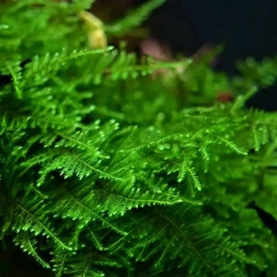 Mini Taiwan Moss Aquarium Live Water Aquatic Plant Fish Shrimp Tank Pond Decor