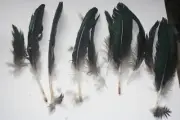 10+ mixed Duck FEATHERS CRAFTS FLY TYING ETC