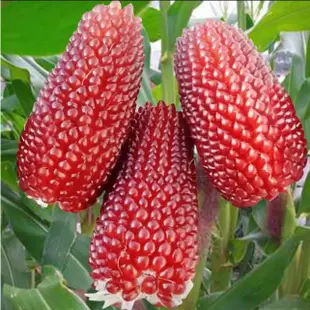 生吃水果玉米種子 草莓水果玉米種子 菠蘿水果玉米種子 四季甜糯玉米 蔬菜種子