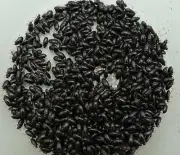 Buffalo Beetles - Adults And Larva (250)