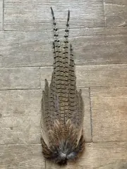 Wild Rooster Ringneck Pheasant Tail Feather Clump Wall Display Art On A Feather