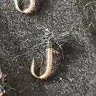 FLY FISHING FLIES NYMPH BRASSIE SIZE 20 TROUT PATTERN COPPER