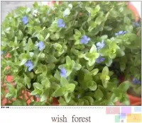 在飛比找Yahoo!奇摩拍賣優惠-WISH FOREST【親水植物】【海洋之星／虎耳】湛藍色的