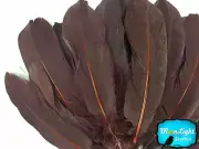 1/4 lb - Brown Goose Satinettes Wholesale Loose Wing Feathers Craft Quill Party