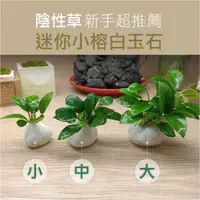 在飛比找蝦皮購物優惠-【陰性水草】袖珍迷你小榕 白玉石 迷你造景 超可愛 真水草 