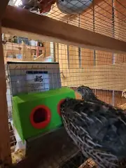 5 inch Chick And Quail Feeder Adapter