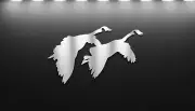 24-inch Pair Canada Geese Landing Approach Polished Steel Sign