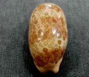 Cypraea Argus 56 mm GEM ,DWARF Argus nice DARK spots pattern WOW!!!!