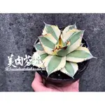 AGAVE TITANOTA 'SNAGGLE TOOTH' 暴牙