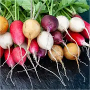 Radish - Easter Egg Mix seeds